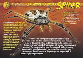 Image result for st andrews cross spider