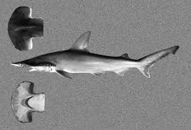 Image result for Sphyrna media