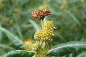 Attēlu rezultāti vaicājumam “Physarum xanthinum”