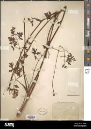 Attēlu rezultāti vaicājumam “Peucedanum oreoselinum”