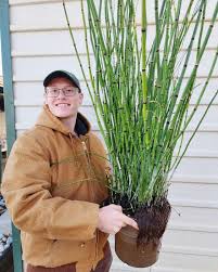 Attēlu rezultāti vaicājumam “Equisetum hyemale”