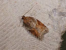 Attēlu rezultāti vaicājumam “Acleris laterana”