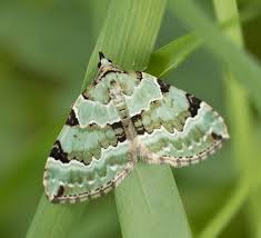 Attēlu rezultāti vaicājumam “Colostygia pectinataria”