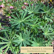 Attēlu rezultāti vaicājumam “Lupinus polyphyllus leaf”