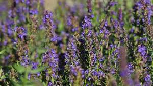 Image result for Ysop