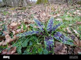 Attēlu rezultāti vaicājumam “Orchis mascula leaf”