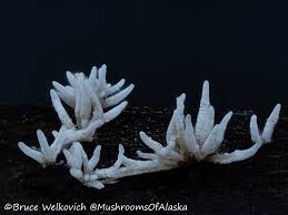 Attēlu rezultāti vaicājumam “Amaurochaete fusiformis macro”