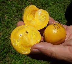 Attēlu rezultāti vaicājumam “Galium schultesii fruit”