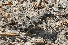 Attēlu rezultāti vaicājumam “Cicindela sylvatica”