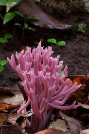 Attēlu rezultāti vaicājumam “Clavaria zollingeri”