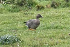 Attēlu rezultāti vaicājumam “Anser serrirostris”