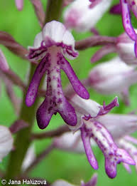 Attēlu rezultāti vaicājumam “Orchis militaris flower”