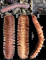 Attēlu rezultāti vaicājumam “Capsodes gothicus imago”