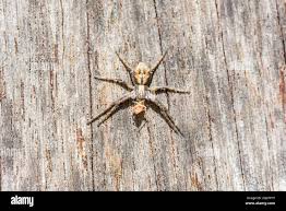 Attēlu rezultāti vaicājumam “Philodromus sp.”