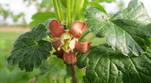 Attēlu rezultāti vaicājumam “Ribes uva-crispa flower”