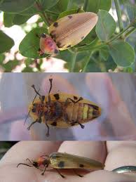 Attēlu rezultāti vaicājumam “Lampyridae”