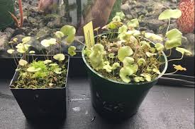 Image result for Utricularia