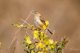 Image result for Cisticola juncidis