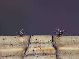 Attēlu rezultāti vaicājumam “Heterotrichia pomiformis (syn. Arcyria pomiformis) spores”