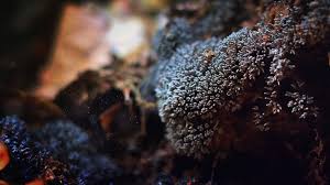 Attēlu rezultāti vaicājumam “Ceratiomyxa fruticulosa spores”