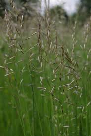 Attēlu rezultāti vaicājumam “Helictotrichon pubescens”