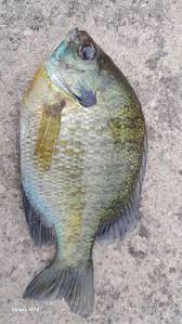 Image result for Lepomis cyanellus