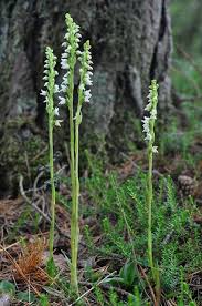 Attēlu rezultāti vaicājumam “Goodyera repens flower”