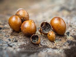 Attēlu rezultāti vaicājumam “Leocarpus fragilis young”