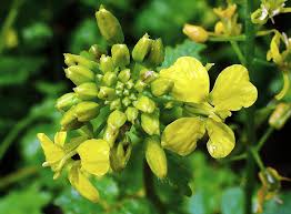 Attēlu rezultāti vaicājumam “Sinapis alba fruit”