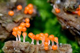 Attēlu rezultāti vaicājumam “Trichia erecta spores”