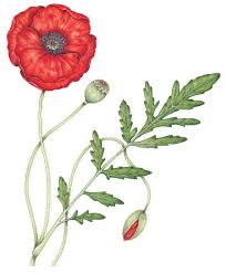 Image result for Papaver rhoeas