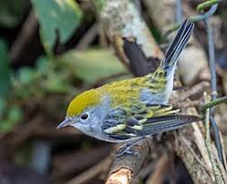 Image result for Dendroica pensylvanica