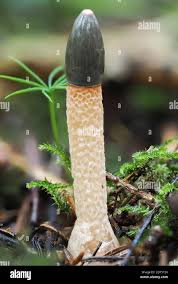 Attēlu rezultāti vaicājumam “Mutinus caninus”