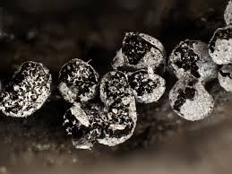 Attēlu rezultāti vaicājumam “Physarum cinereum macro”