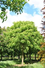 Attēlu rezultāti vaicājumam “Aesculus flava”