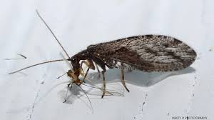 Attēlu rezultāti vaicājumam “Hemerobiidae”