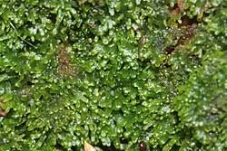 Attēlu rezultāti vaicājumam “Riccardia palmata”