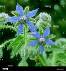 Image result for Borretsch