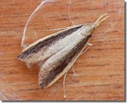 Attēlu rezultāti vaicājumam “Mucronella”