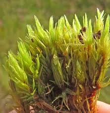 Attēlu rezultāti vaicājumam “Dicranum bergeri”