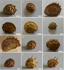 Attēlu rezultāti vaicājumam “Onobrychis arenaria fruit”