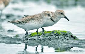 Image result for Calidris pusilla