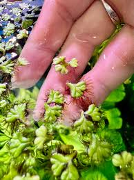 Attēlu rezultāti vaicājumam “Ricciocarpos natans”