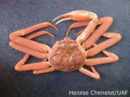 Image result for Chionoecetes opilio
