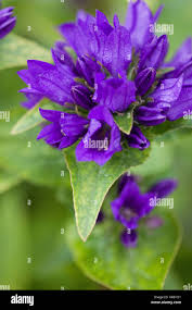 Image result for Campanula lingulata