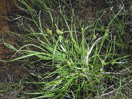 Attēlu rezultāti vaicājumam “Carex viridula”