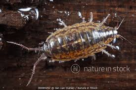 Attēlu rezultāti vaicājumam “Ligidium hypnorum”