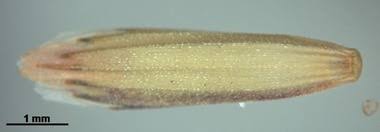 Attēlu rezultāti vaicājumam “Glyceria fluitans fruit”