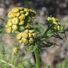 Attēlu rezultāti vaicājumam “Tanacetum vulgare flower”