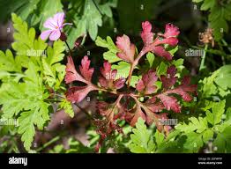 Attēlu rezultāti vaicājumam “Geranium robertianum leaf”